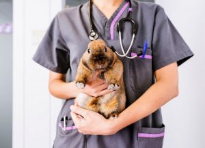 Rabbit Exotic Pet Check Up Muller Veterinary Hospital